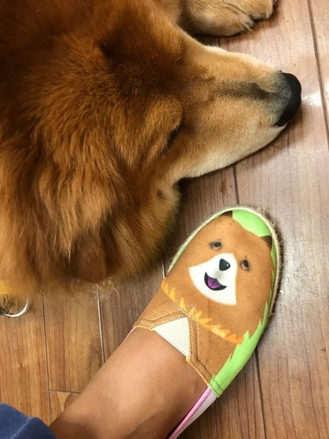 Zeus Adventures | Ale Ramos Therapy Animals