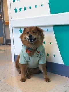 Zeus Adventures | Ale Ramos Therapy Animals
