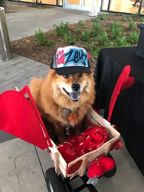 Zeus Adventures | Ale Ramos Therapy Animals