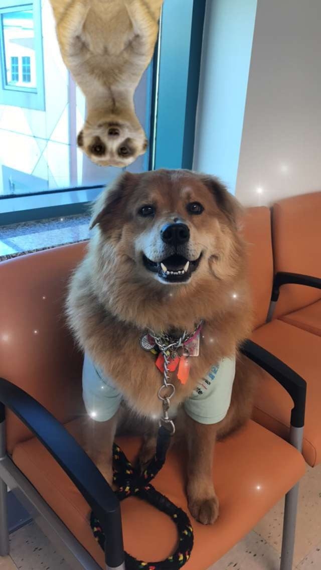 Zeus Adventures | Ale Ramos Therapy Animals