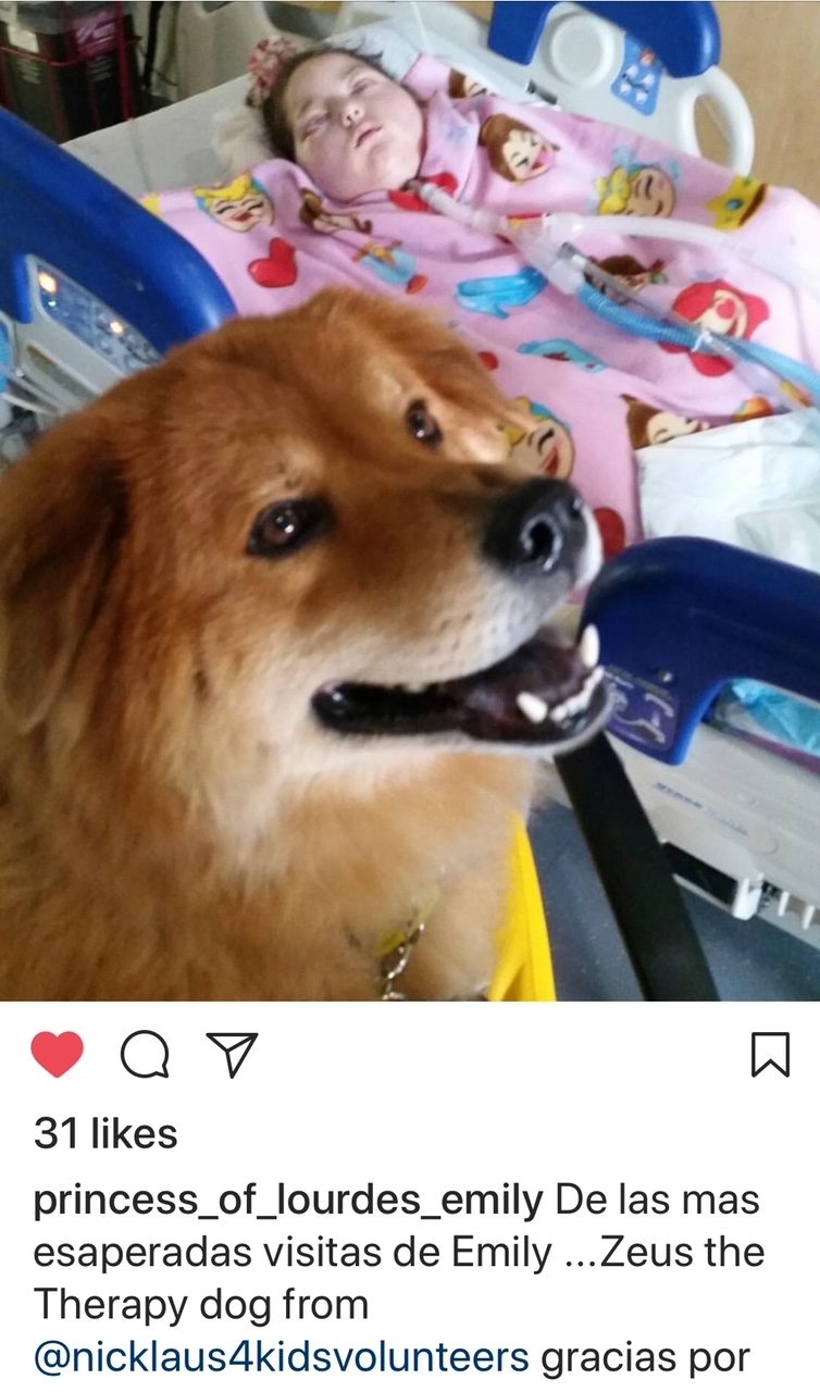 Zeus Adventures | Ale Ramos Therapy Animals