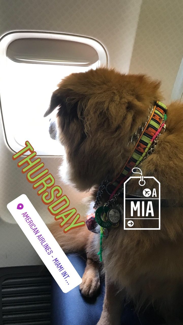 Zeus Adventures | Ale Ramos Therapy Animals