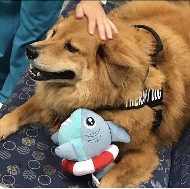 Zeus’s Day at NSU Miami Campus with the Nunrsin Students during their finals! | Ale Ramos Therapy Animals
