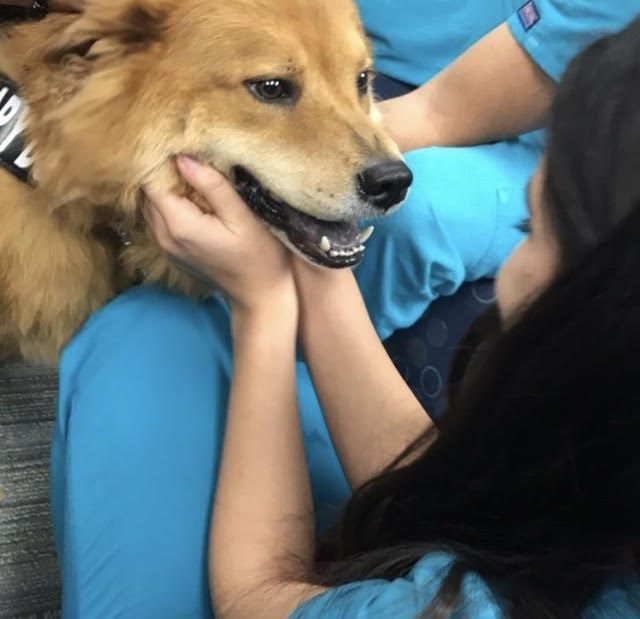 Zeus’s Day at NSU Miami Campus with the Nunrsin Students during their finals! | Ale Ramos Therapy Animals