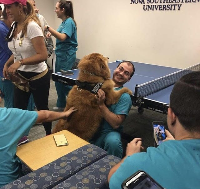 Zeus’s Day at NSU Miami Campus with the Nunrsin Students during their finals! | Ale Ramos Therapy Animals