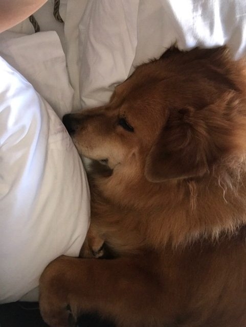 Zeus Trip to Arizona Energy Medicine by Dona Edén | Ale Ramos Therapy Animals