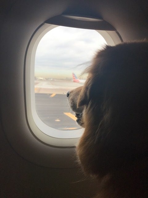 Zeus Trip to Arizona Energy Medicine by Dona Edén | Ale Ramos Therapy Animals