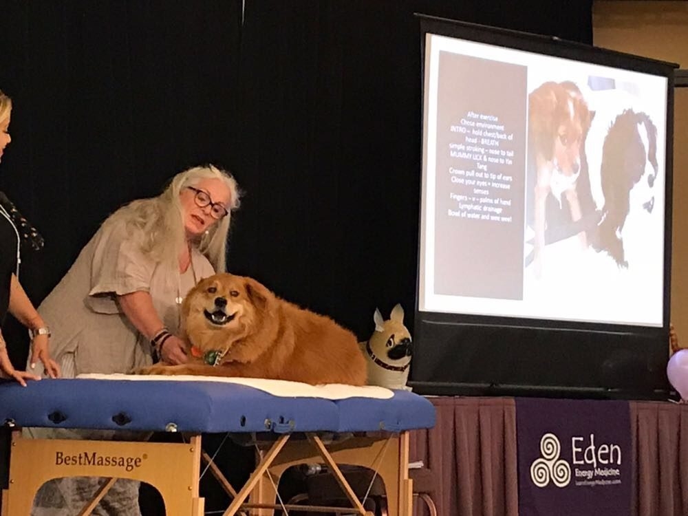 Zeus Trip to Arizona Energy Medicine by Dona Edén | Ale Ramos Therapy Animals