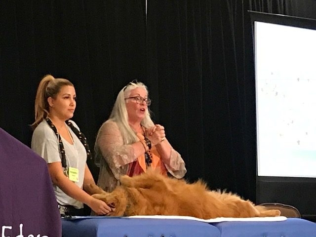Zeus Trip to Arizona Energy Medicine by Dona Edén | Ale Ramos Therapy Animals