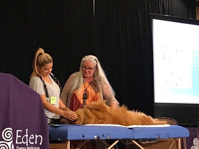 Zeus Trip to Arizona Energy Medicine by Dona Edén | Ale Ramos Therapy Animals