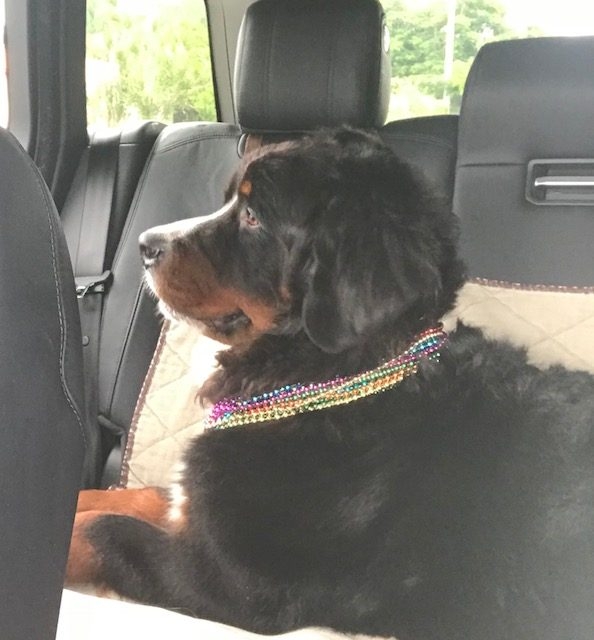 Apollo Adventures | Ale Ramos Therapy Animals
