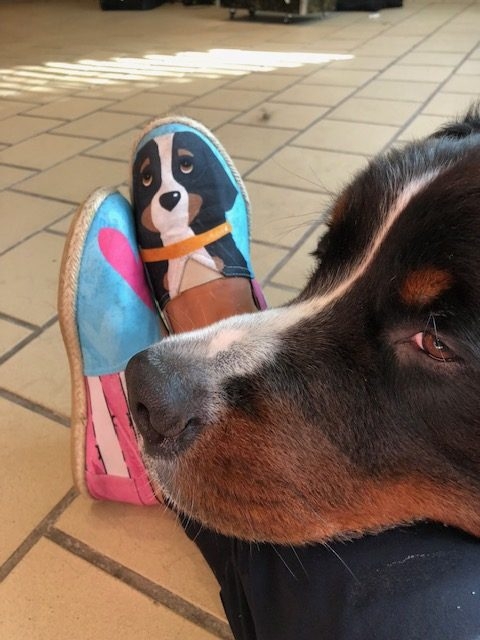 Apollo Adventures | Ale Ramos Therapy Animals