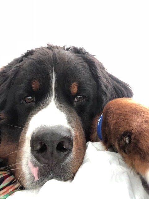 Apollo Adventures | Ale Ramos Therapy Animals
