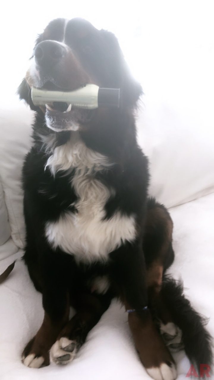 Apollo Adventures | Ale Ramos Therapy Animals