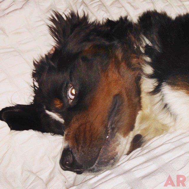Apollo Adventures | Ale Ramos Therapy Animals