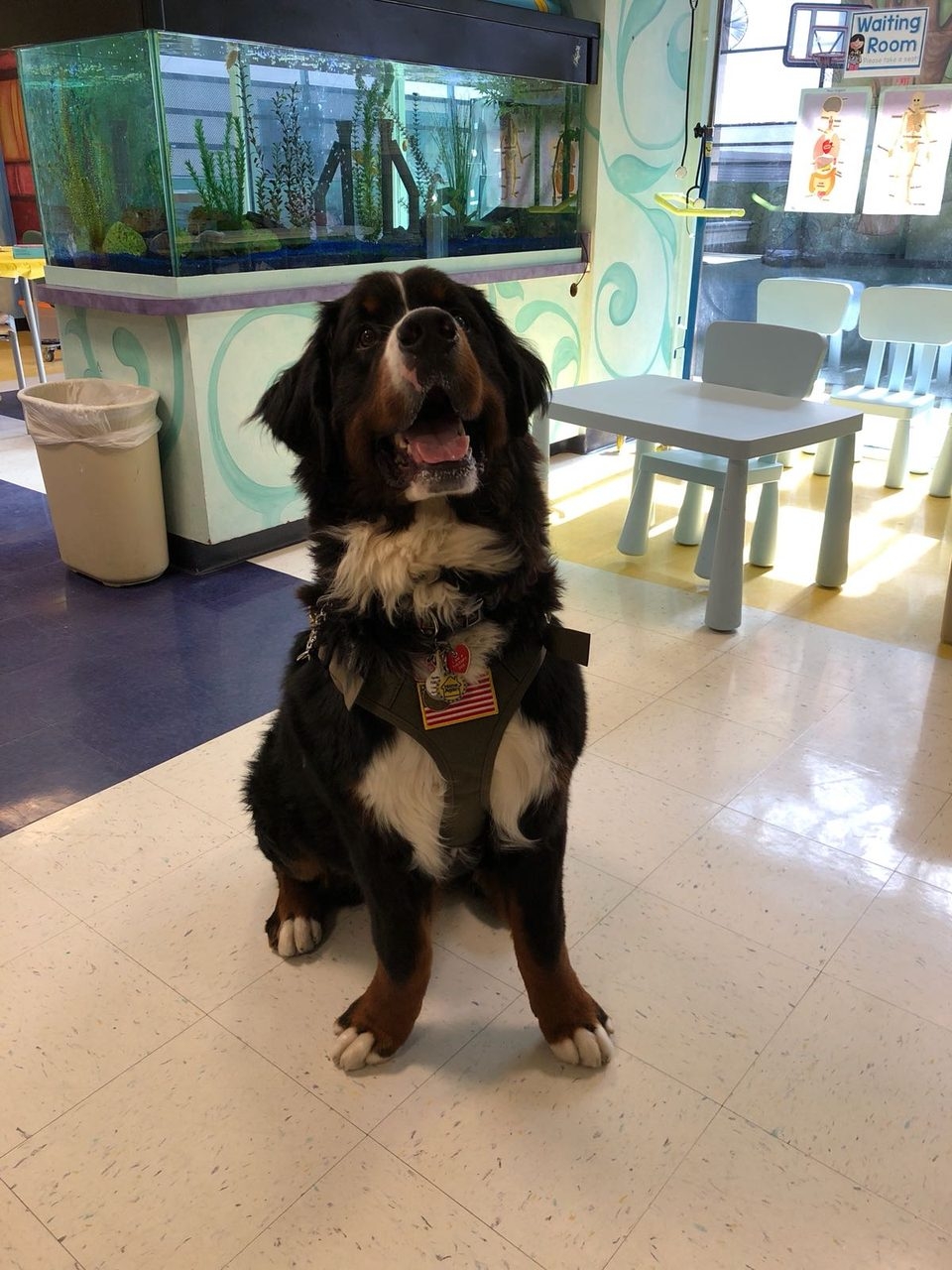 Apollo Adventures | Ale Ramos Therapy Animals