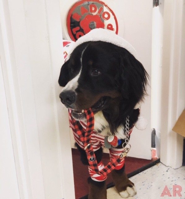 Apollo Adventures | Ale Ramos Therapy Animals