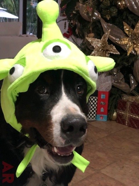 Apollo Adventures | Ale Ramos Therapy Animals