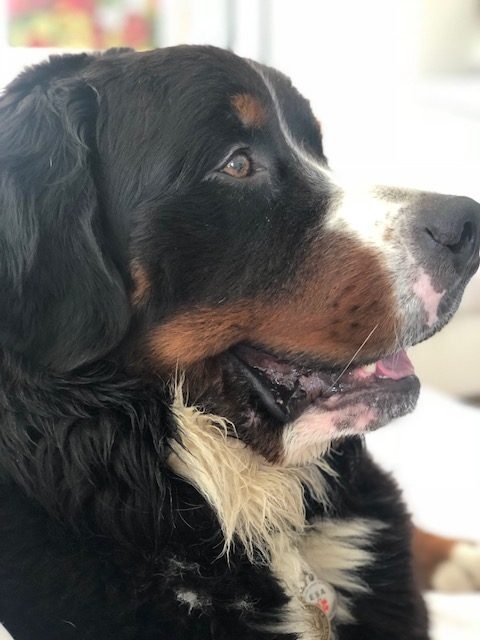 Apollo Adventures | Ale Ramos Therapy Animals