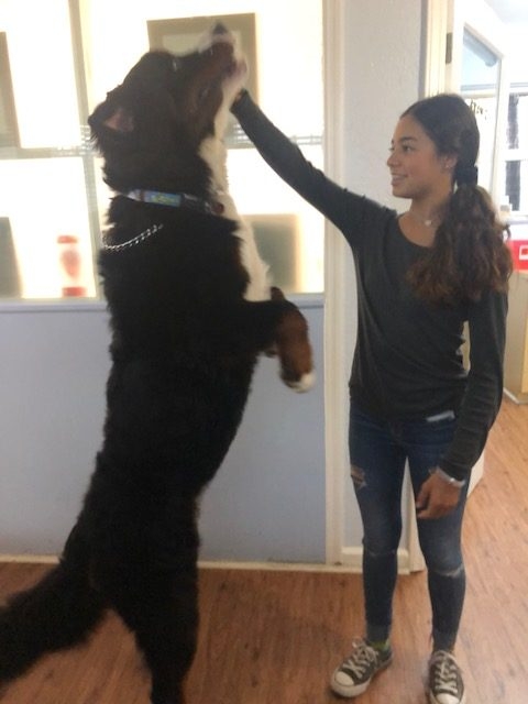 Apollo Adventures | Ale Ramos Therapy Animals