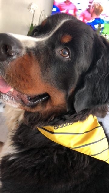 Apollo Adventures | Ale Ramos Therapy Animals