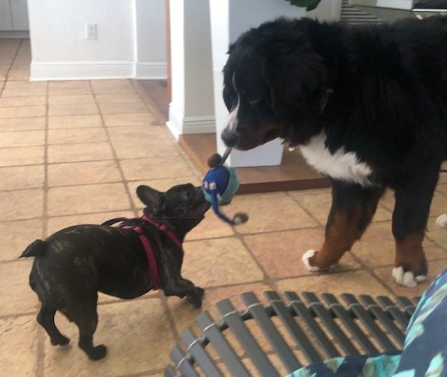 Apollo Adventures | Ale Ramos Therapy Animals
