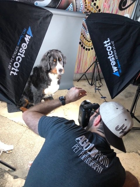 Apollo Adventures | Ale Ramos Therapy Animals