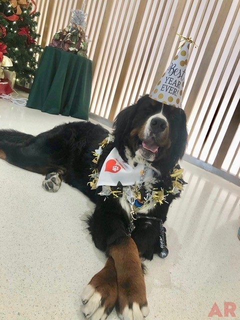 Apollo Adventures | Ale Ramos Therapy Animals
