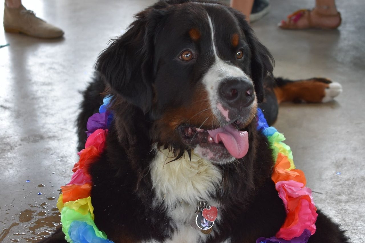 Apollo Adventures | Ale Ramos Therapy Animals