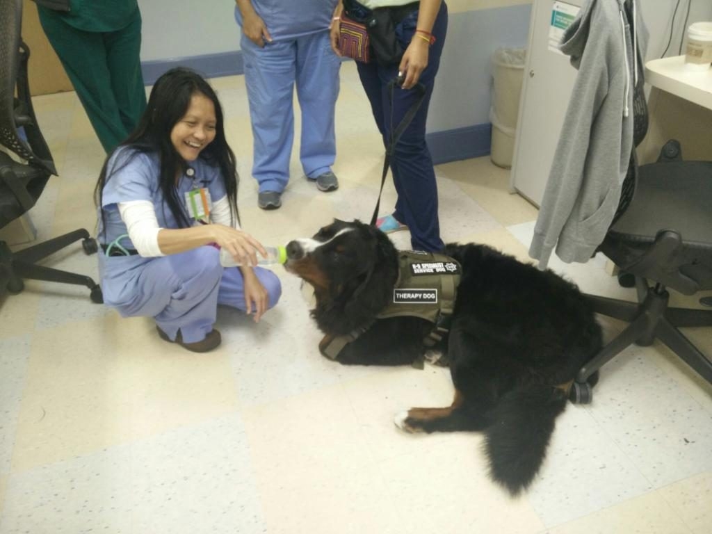 Apollo Adventures | Ale Ramos Therapy Animals