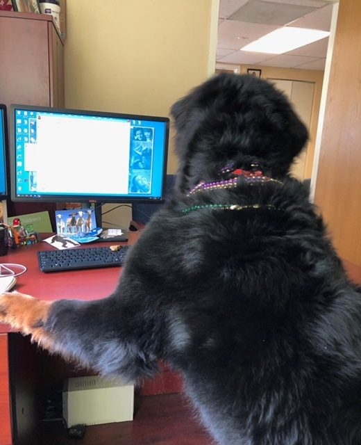 Apollo Adventures | Ale Ramos Therapy Animals