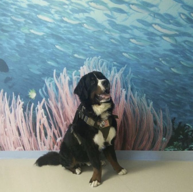 Apollo first day at Nicklaus Children’s Hospital | Ale Ramos Therapy Animals