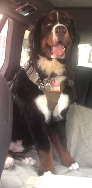 Apollo first day at Nicklaus Children’s Hospital | Ale Ramos Therapy Animals
