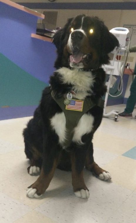 Apollo first day at Nicklaus Children’s Hospital | Ale Ramos Therapy Animals