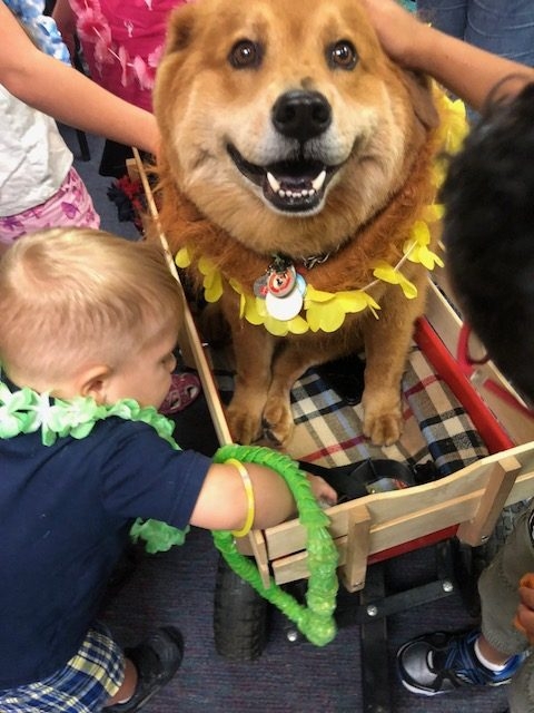 BWS event by Nicklaus Children’s Hospital | Ale Ramos Therapy Animals