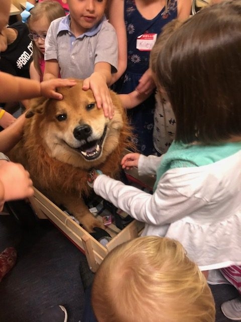 BWS event by Nicklaus Children’s Hospital | Ale Ramos Therapy Animals