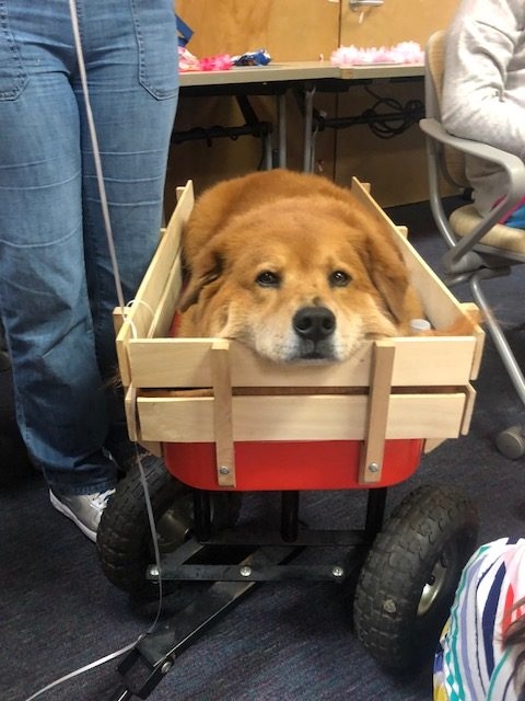 BWS event by Nicklaus Children’s Hospital | Ale Ramos Therapy Animals