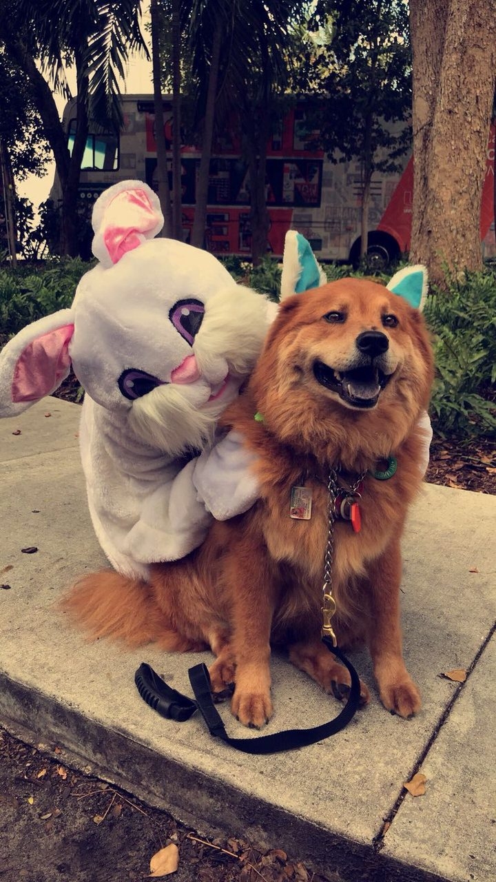 Easter Day at Ronald McDonald House | Ale Ramos Therapy Animals