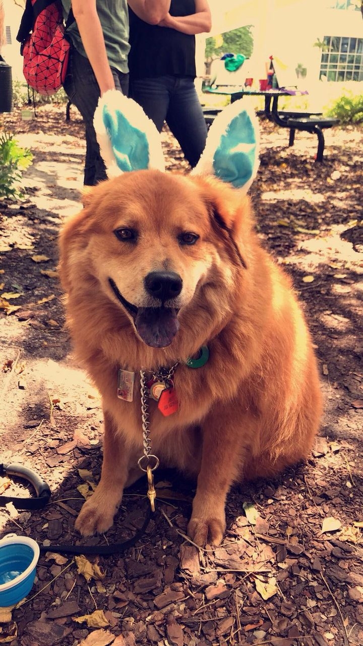 Easter Day at Ronald McDonald House | Ale Ramos Therapy Animals