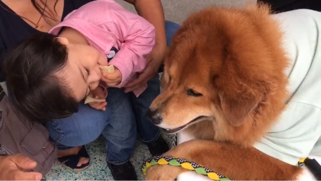 Event Cardiology Patients Reunion | Ale Ramos Therapy Animals