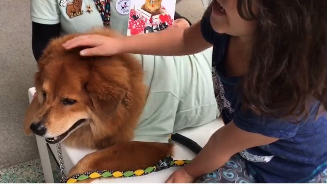 Event Cardiology Patients Reunion | Ale Ramos Therapy Animals