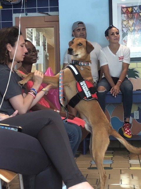 Fall Celebration at Ronald McDonald | Ale Ramos Therapy Animals
