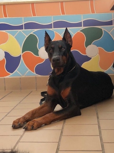 Fall Celebration at Ronald McDonald | Ale Ramos Therapy Animals