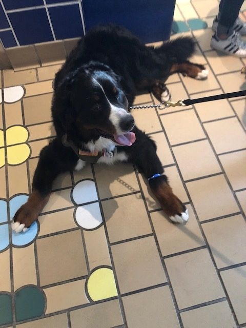 Fall Celebration at Ronald McDonald | Ale Ramos Therapy Animals