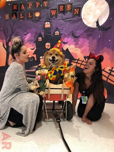 Halloween at Nicklaus Children’s Hospital | Ale Ramos Therapy Animals