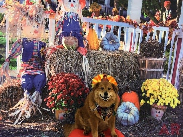 Halloween at Nicklaus Children’s Hospital | Ale Ramos Therapy Animals