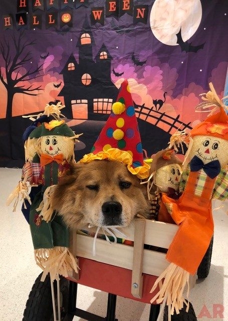 Halloween at Nicklaus Children’s Hospital | Ale Ramos Therapy Animals