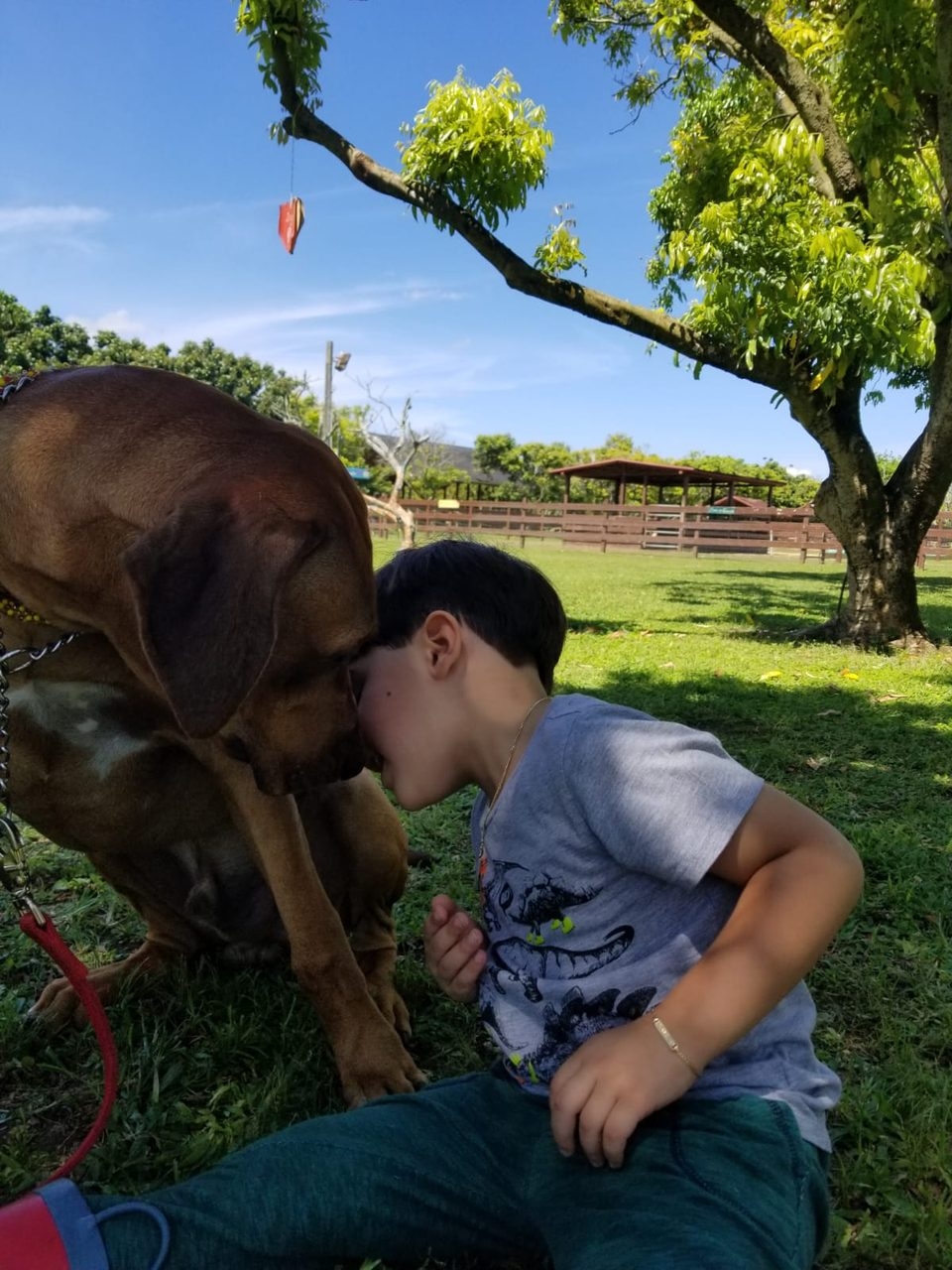La Ventana de los Cielos Birthday | Ale Ramos Therapy Animals