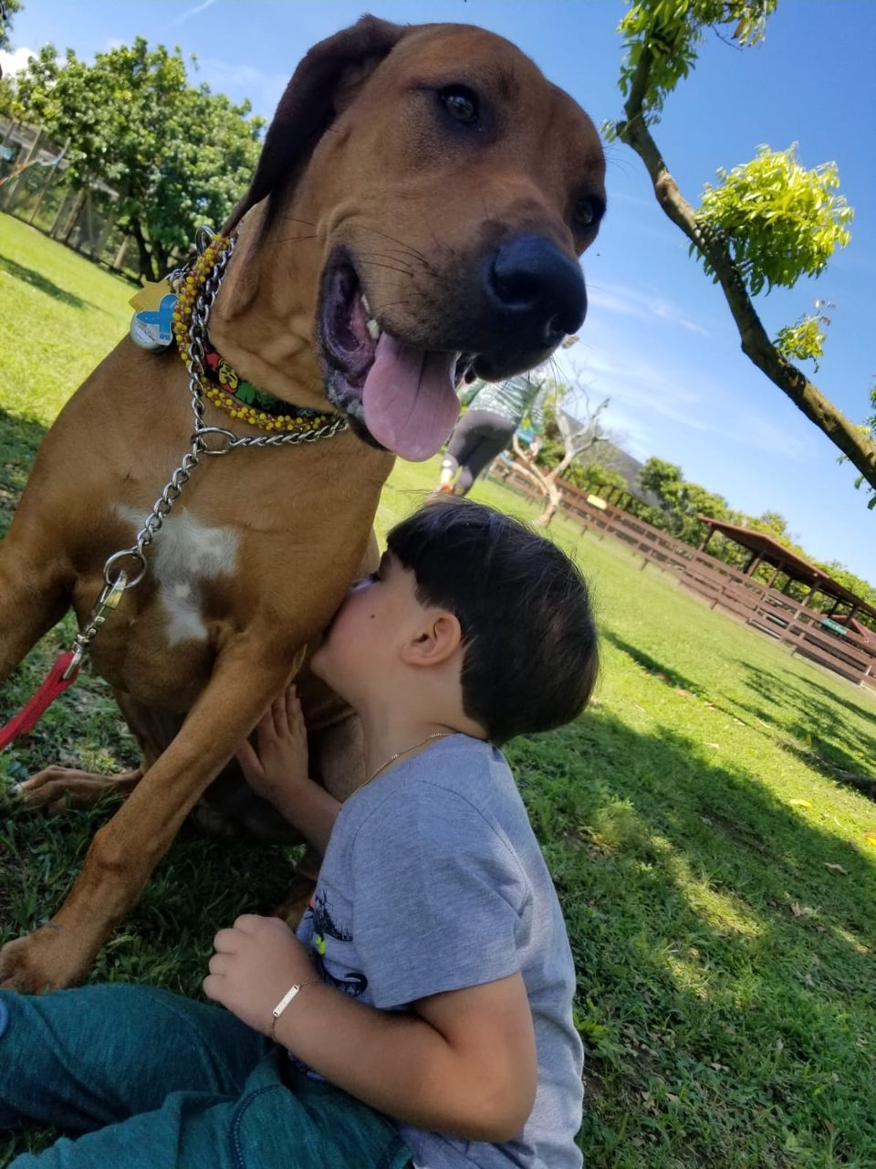 La Ventana de los Cielos Birthday | Ale Ramos Therapy Animals