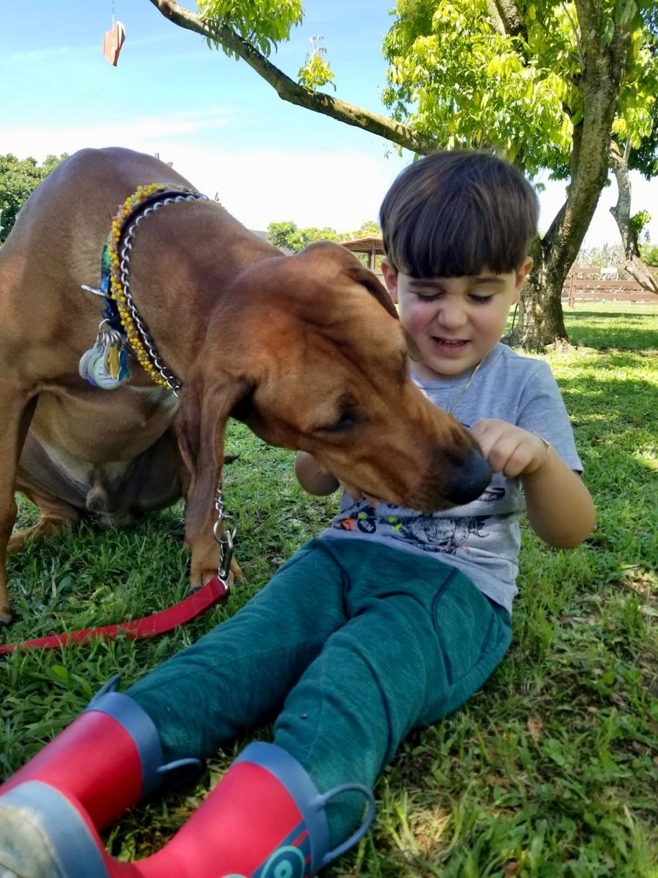 La Ventana de los Cielos Birthday | Ale Ramos Therapy Animals